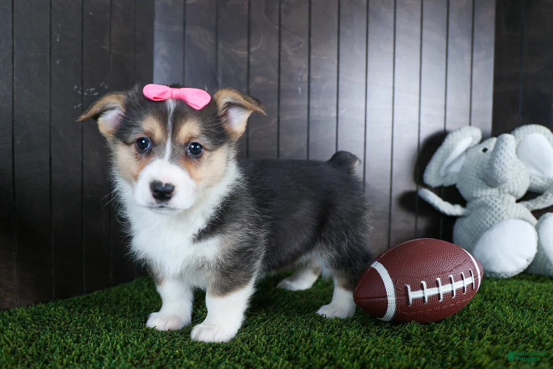 Welsh Corgi Pembroke dogs for sale: Razzle - Ad 1