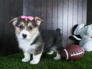 Welsh Corgi Pembroke dogs for sale: Razzle - Ad 1