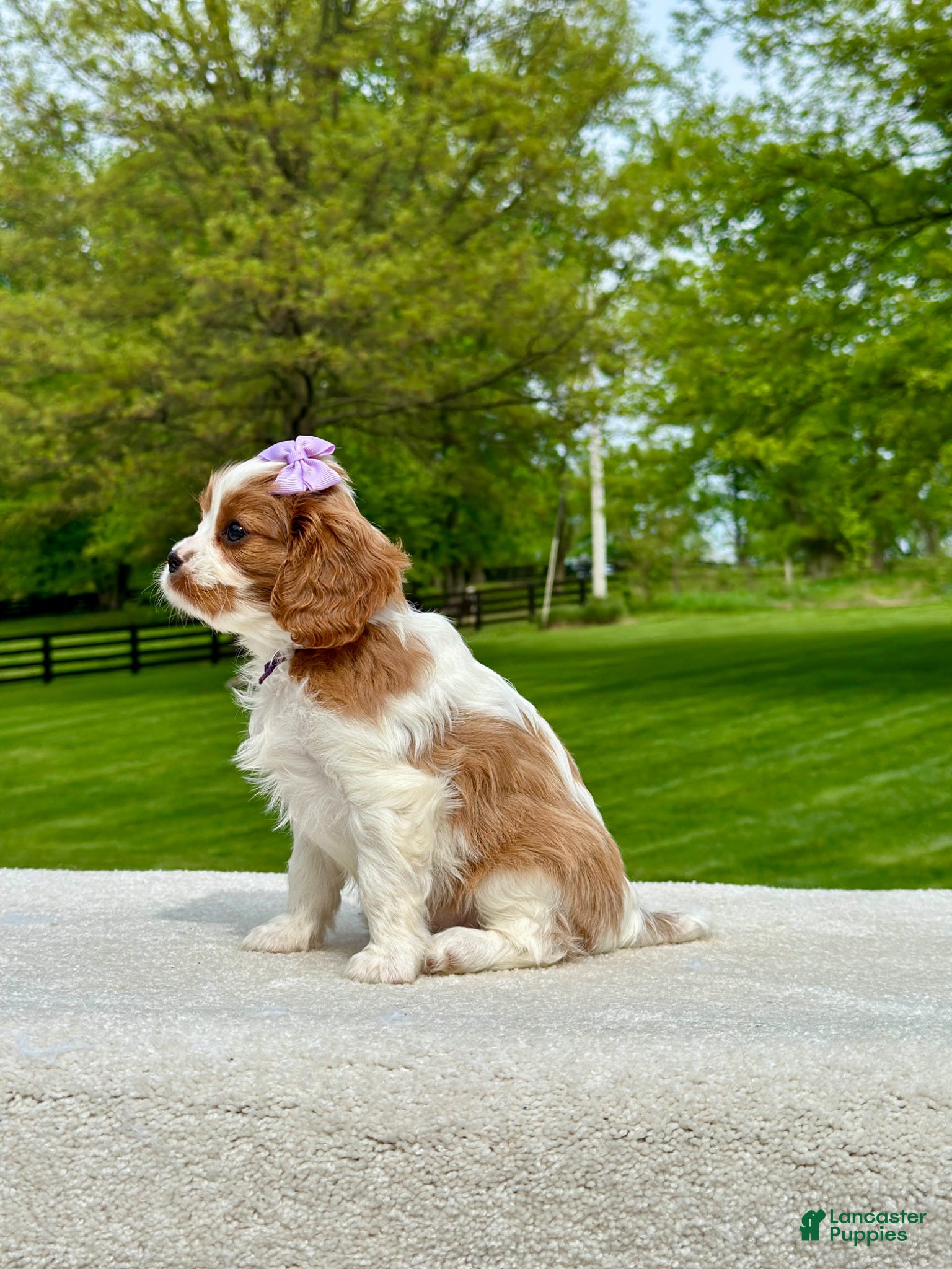 Cavalier King Charles Spaniel dogs Tess - Ad 2
