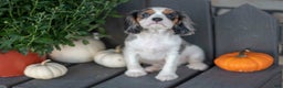 Cavalier King Charles Spaniel dogs for sale: Luke - Ad 2