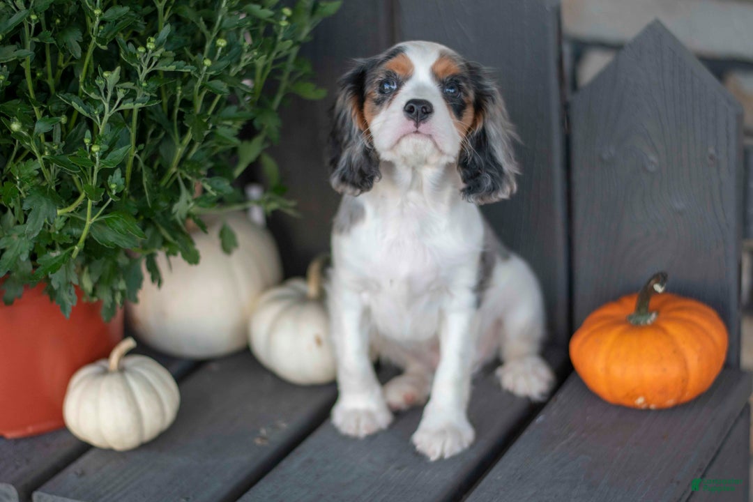 Cavalier King Charles Spaniel dogs for sale: Luke - Ad 2