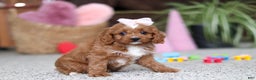 Cavapoo dogs for sale: Laci - Ad 4