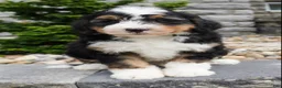 Mini Bernedoodle dogs for sale: Mini Bernedoodle Cooper  - Ad 1
