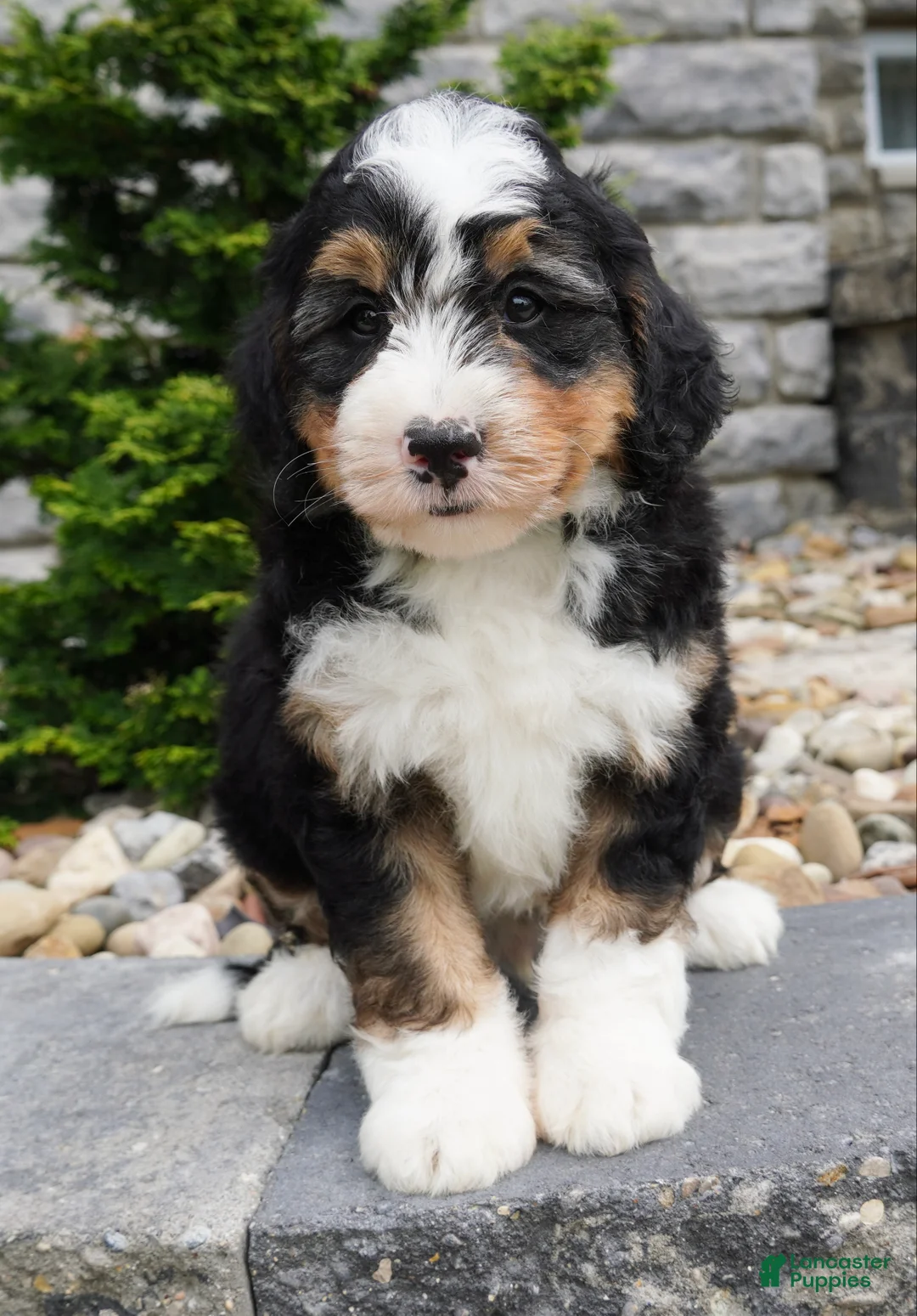 Mini Bernedoodle dogs for sale: Mini Bernedoodle Cooper  - Ad 1