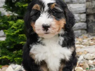 Mini Bernedoodle dogs for sale: Mini Bernedoodle Cooper - Ad 4