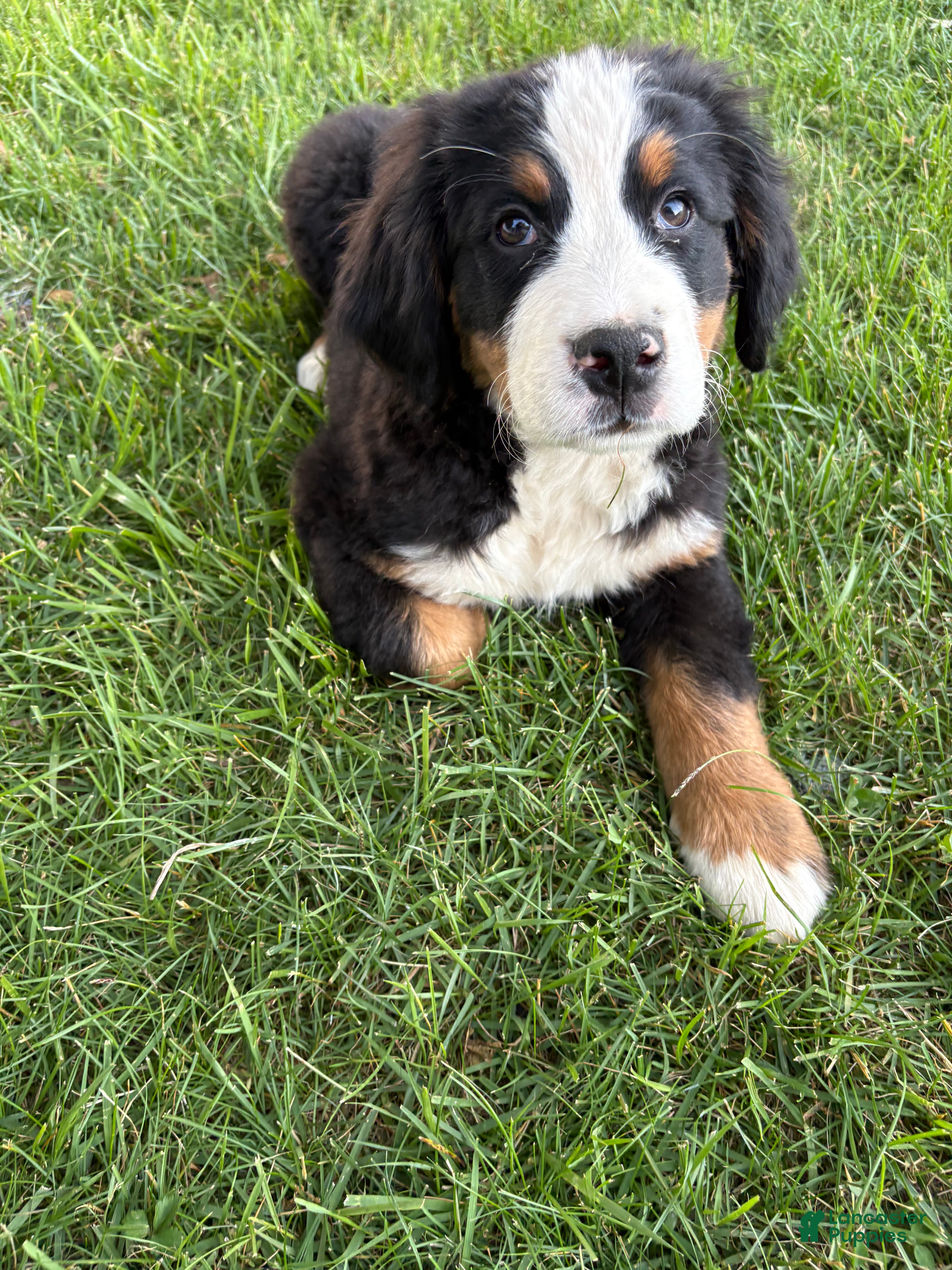 Bernese Mountain Dog dogs for sale: Shamrock  - Ad 4