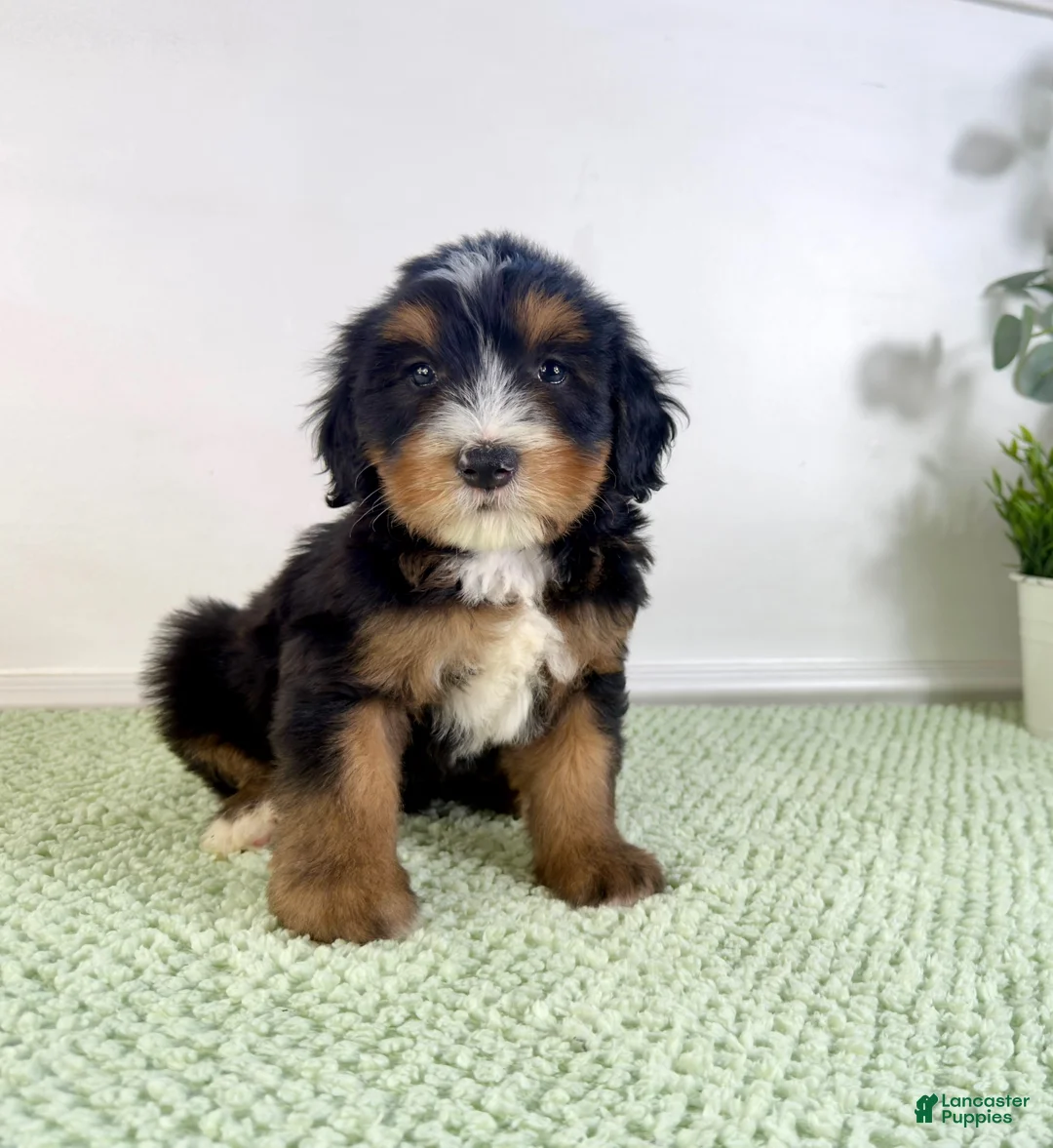 Bernedoodle dogs for sale: Chucky - Ad 5