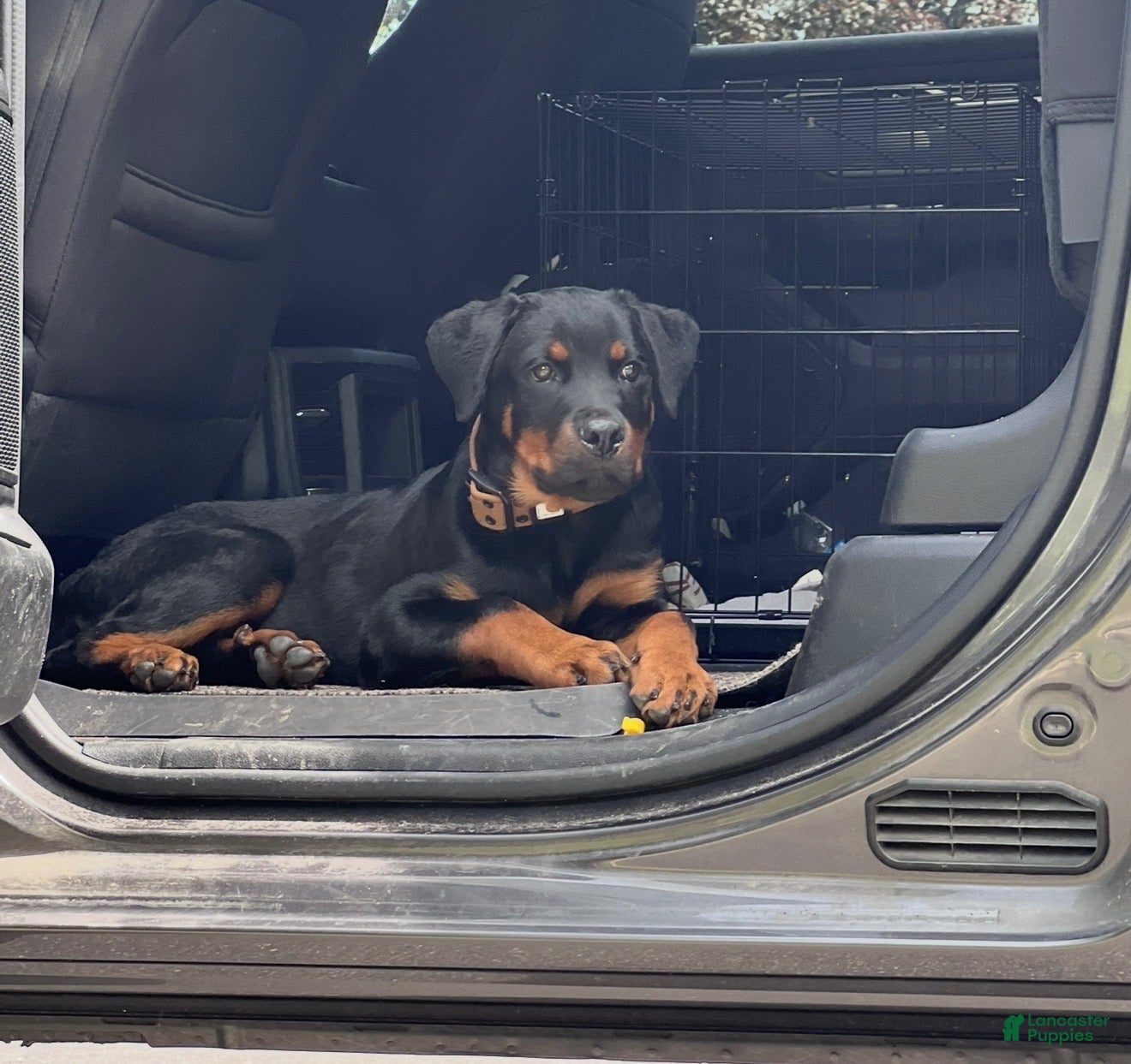 Rottweiler dogs Rottweiler 1 - Ad 1