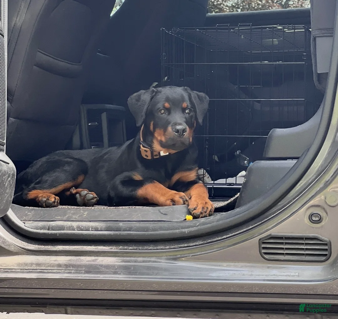 Rottweiler dogs for sale: Rottweiler 1 - Ad 1