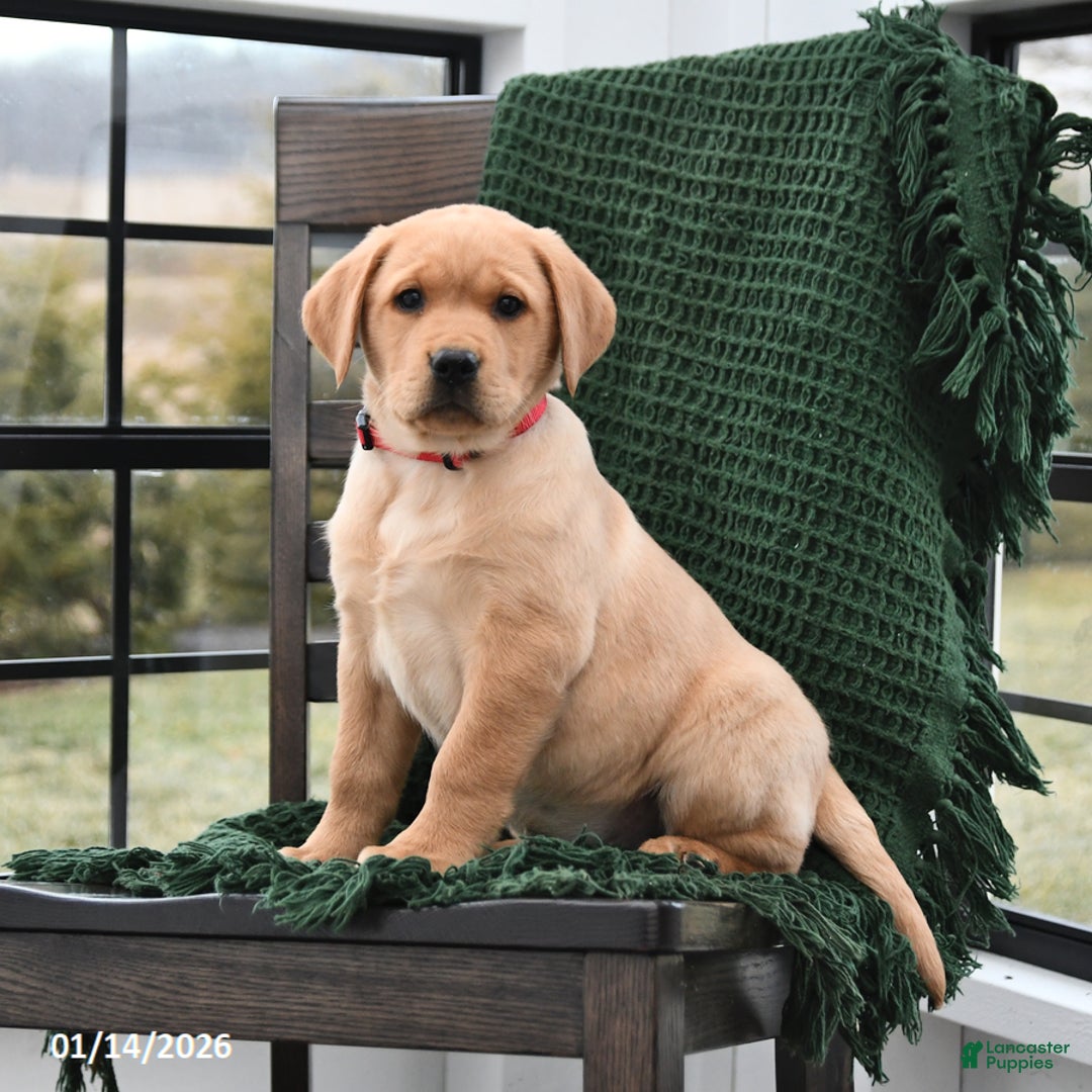 Labrador Retriever dogs for sale: Lilac - Ad 2
