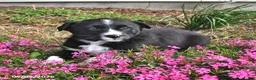 Mixed Breed dogs for sale: Stella - Ad 2