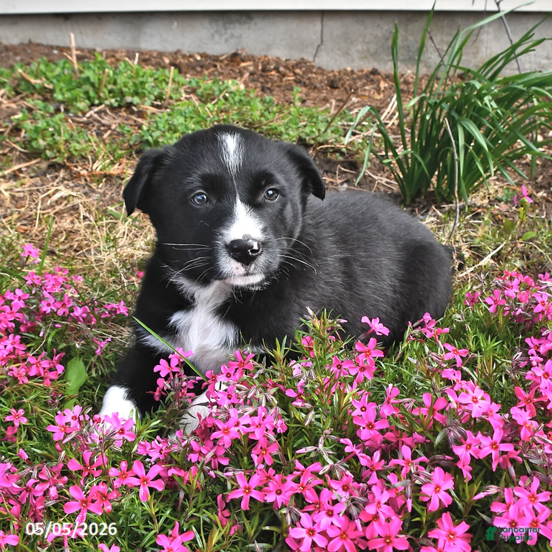 Mixed Breed dogs for sale: Stella - Ad 2