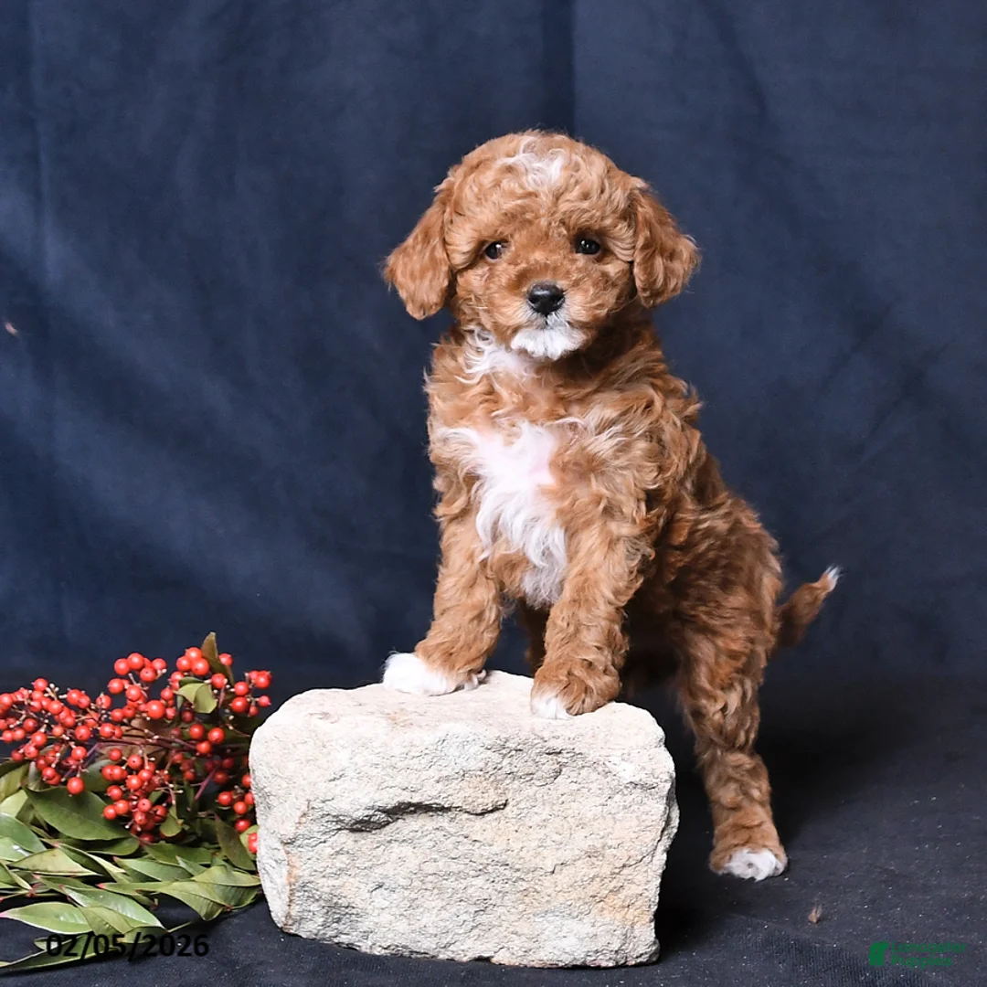 Toy Poodle dogs for sale: Rainbow - Ad 3