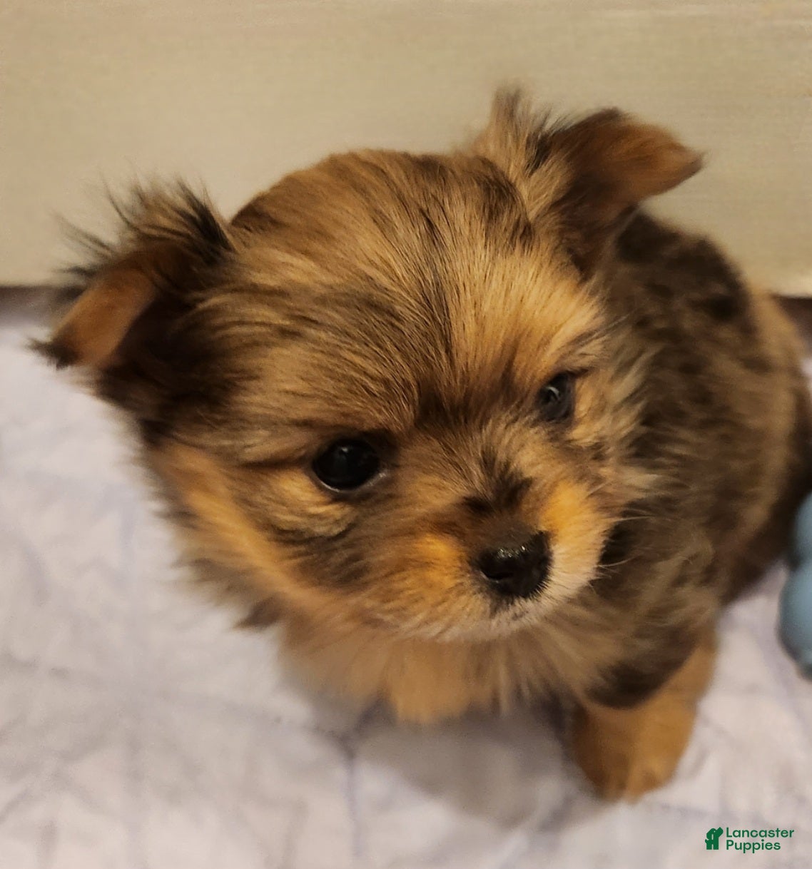 Mixed Breed dogs Bubbles  - Ad 18