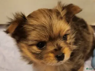 Mixed Breed dogs Bubbles - Ad 18