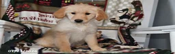 Mixed Breed dogs for sale: Ellie - Ad 3