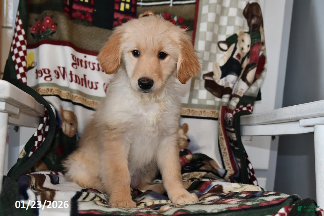 Mixed Breed dogs for sale: Ellie - Ad 3