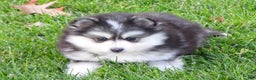 Pomsky dogs for sale: Sparky - Ad 6