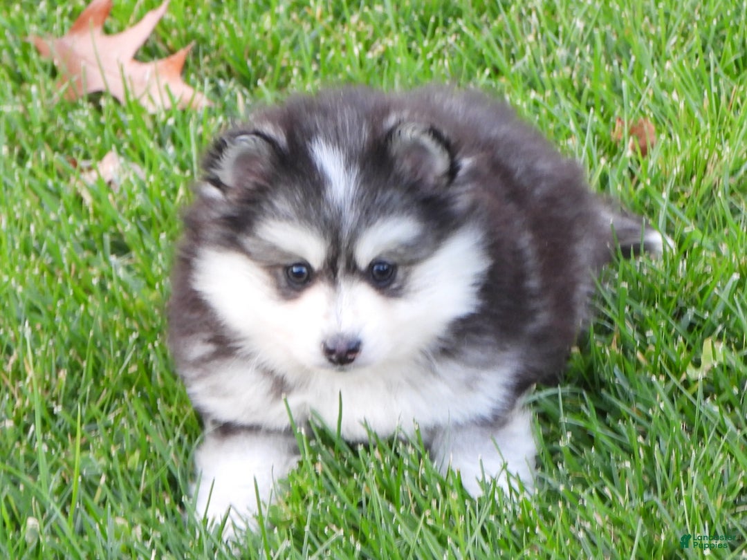 Pomsky dogs for sale: Sparky - Ad 6
