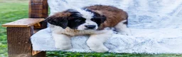 Saint Bernard dogs for sale: Jody - Ad 8