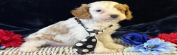 Cavapoo dogs for sale: Barley - Ad 6