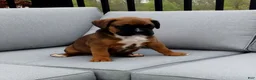 Boxer dogs for sale: Duke - Ad 1