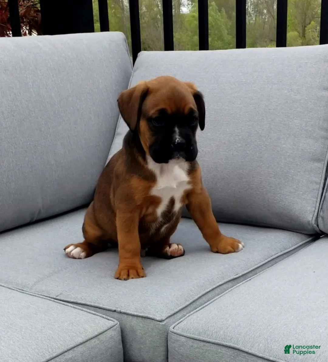 Boxer dogs for sale: Duke - Ad 1