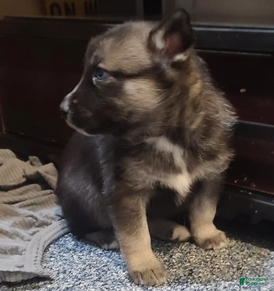 Pomsky dogs for sale: Lucky - Ad 12