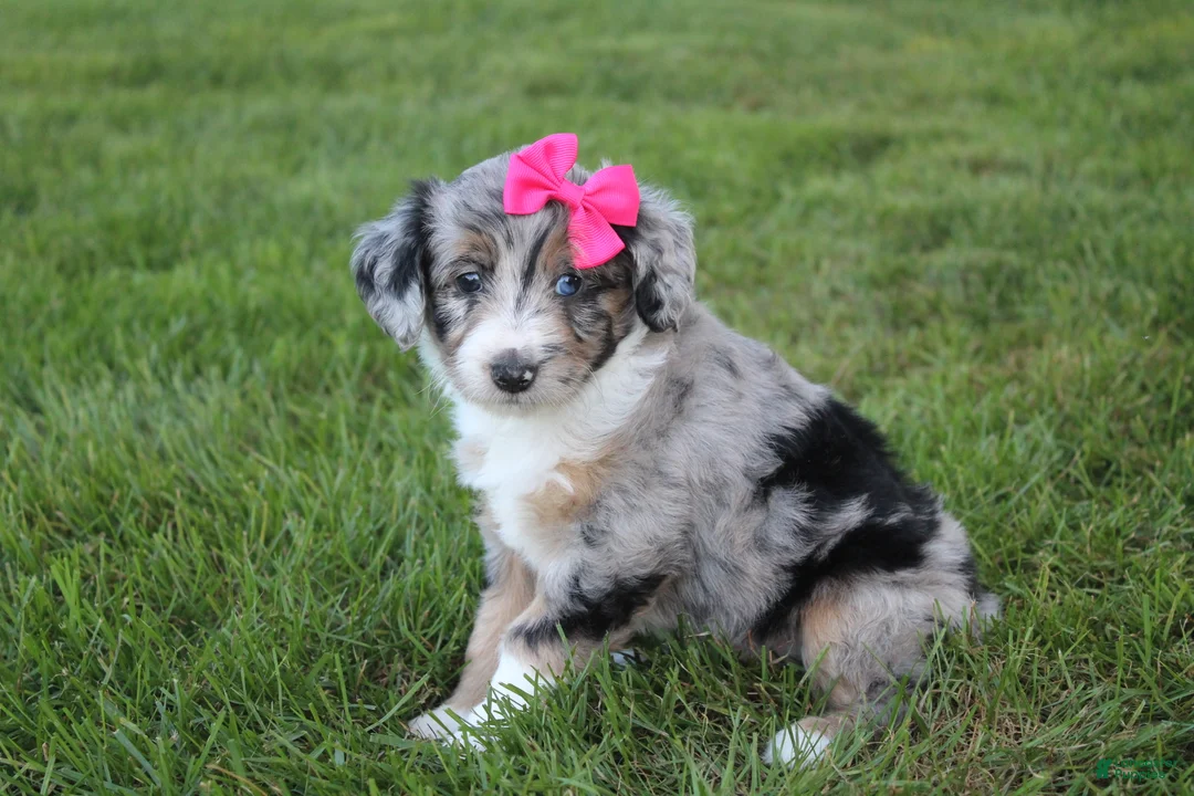 Mini Aussiedoodle dogs for sale: Kierra 🎀 - Ad 1