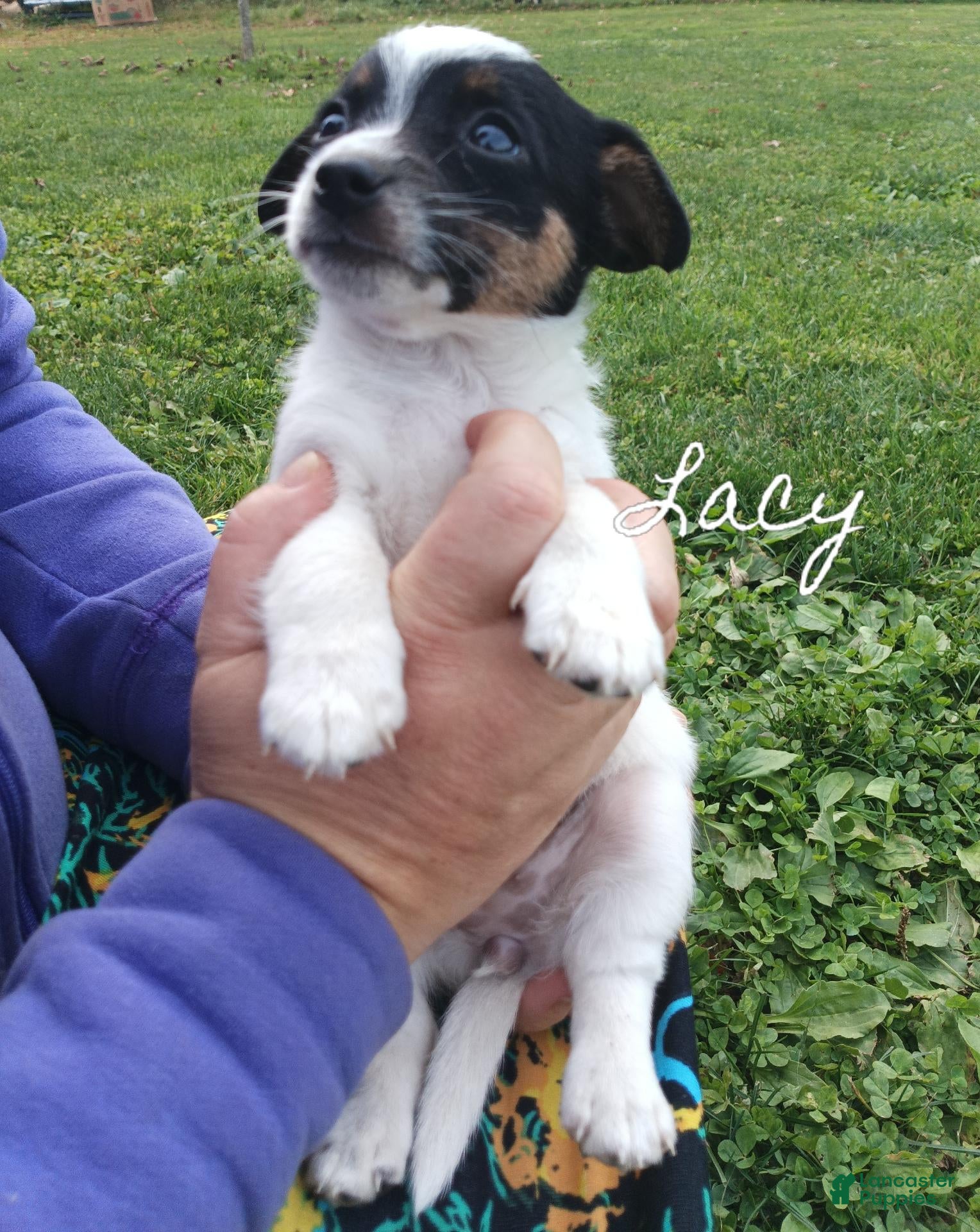 Chipoo dogs for sale: Chipoo 3 - Ad 6