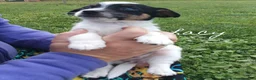 Chipoo dogs for sale: Chipoo 3 - Ad 1