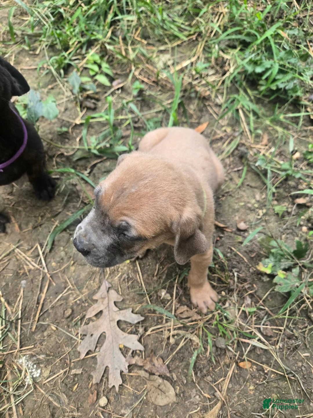 Cane Corso dogs for sale: Cane Corso 7 - Ad 2