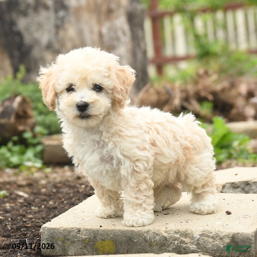 Bichpoo dogs Verona - Ad 2