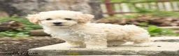 Bichpoo dogs for sale: Verona - Ad 2