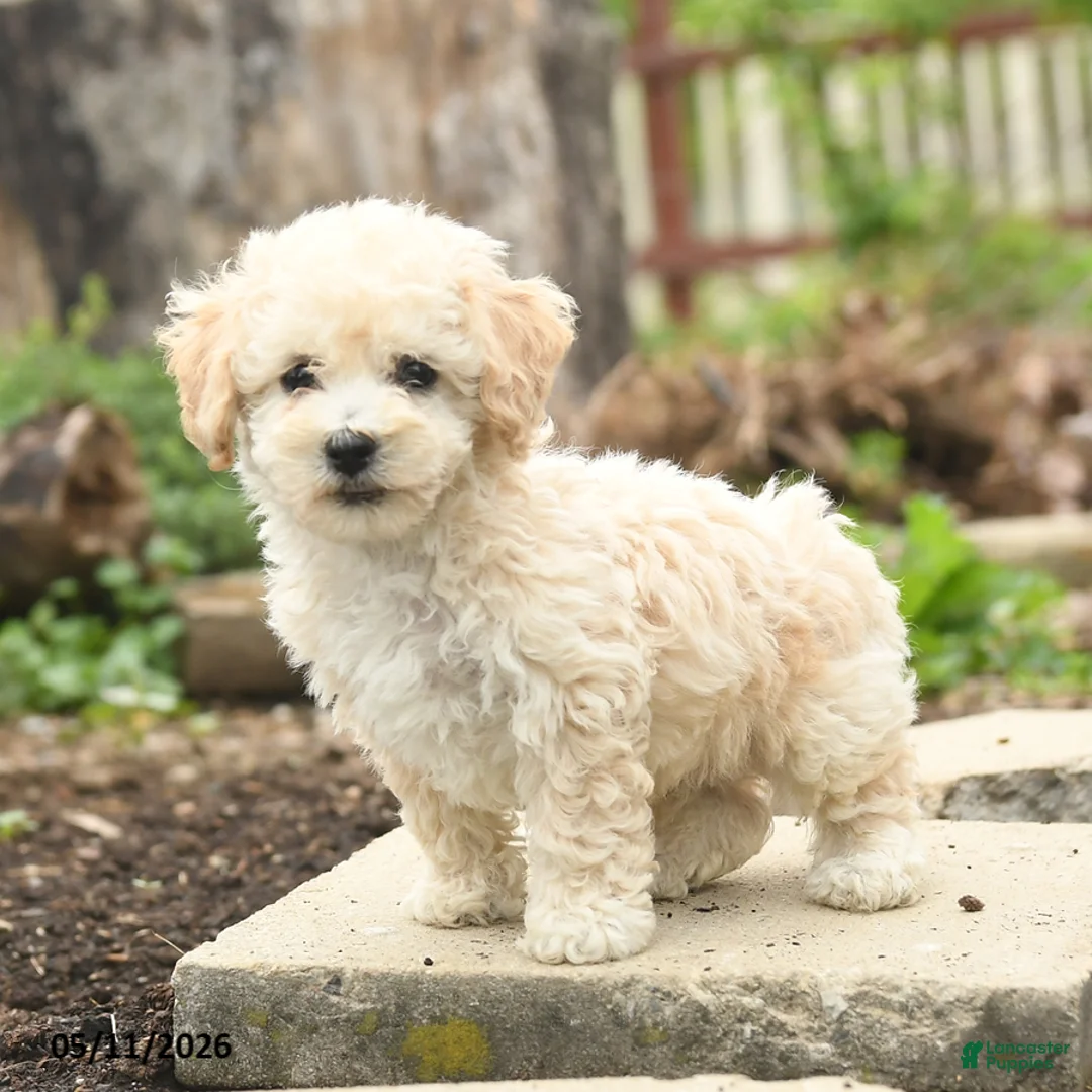Bichpoo dogs for sale: Verona - Ad 2