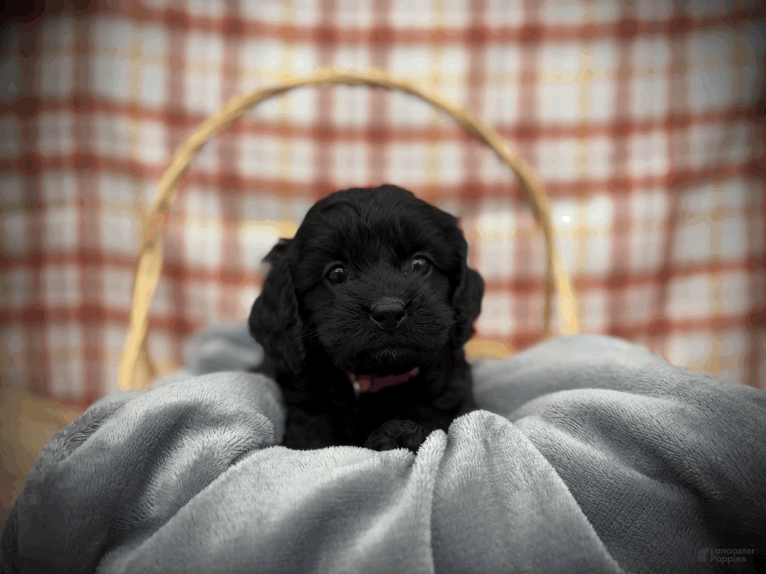 Cockapoo dogs for sale: Cider - Ad 9