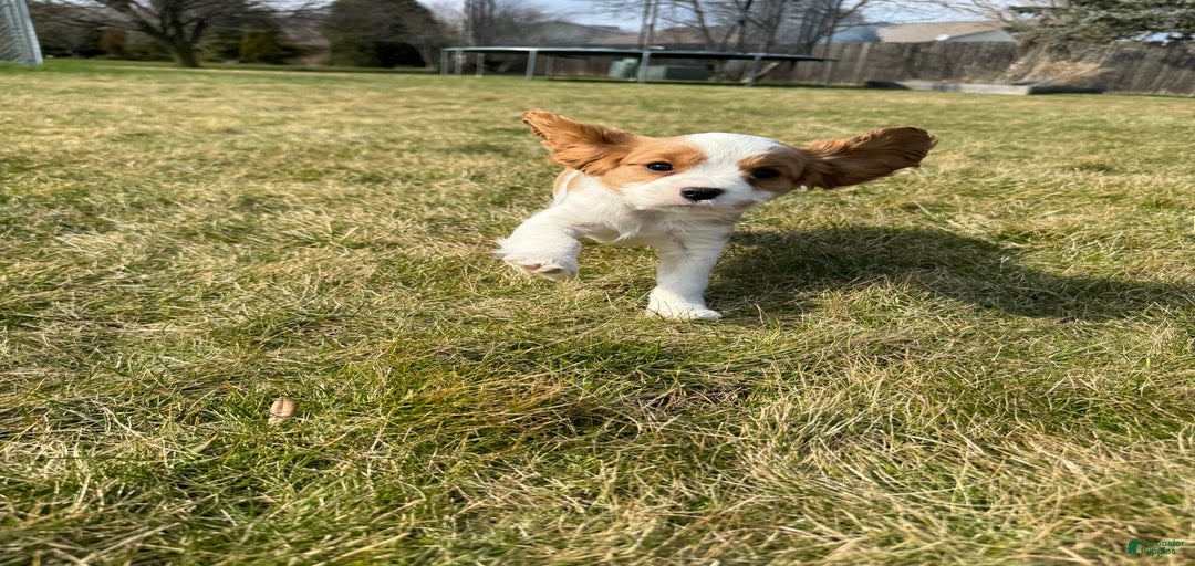 Gallery Image {{count}}