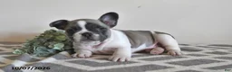 French Bulldog dogs for sale: Georgie - Ad 3