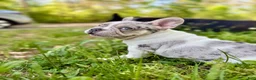 French Bulldog dogs for sale: Bowser - Ad 2