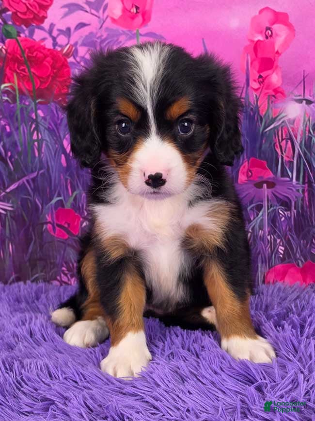 Miniature Bernese Mountain Dog dogs Leyla - Ad 4