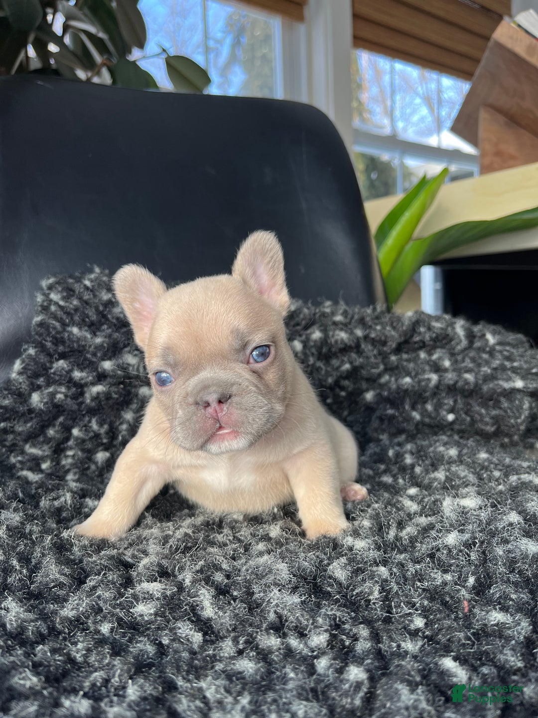 French Bulldog dogs for sale: Max - Ad 1