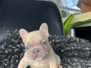 French Bulldog dogs Max - Ad 41