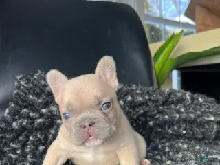 French Bulldog dogs Max - Ad 35