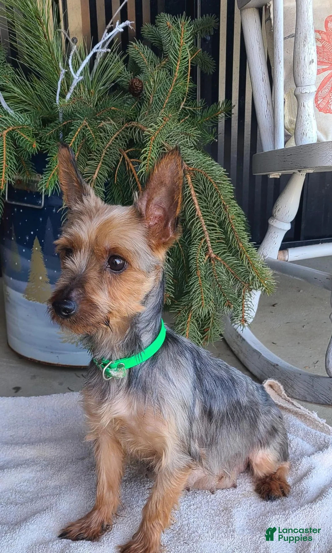 Yorkshire Terrier dogs for sale: Scotty - Ad 15