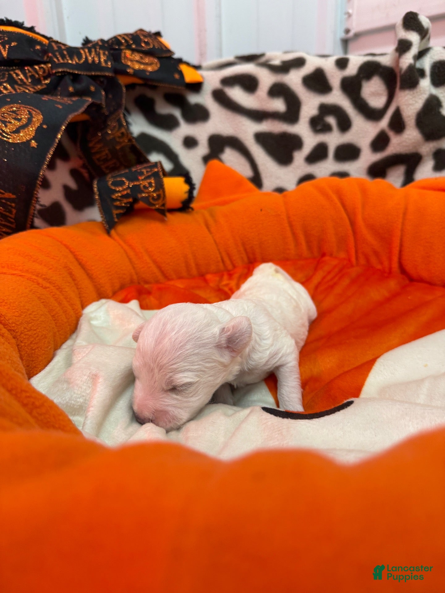 Bichon Frise dogs for sale: Bichon Frise 1 - Ad 1