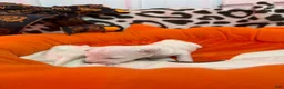 Bichon Frise dogs for sale: Bichon Frise 1 - Ad 1
