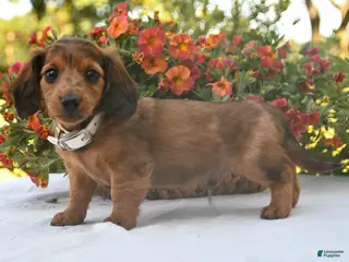 Dachshund dogs for sale: Oscar - Ad 4