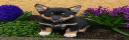 Welsh Corgi Cardigan dogs for sale: Bailey  - Ad 2