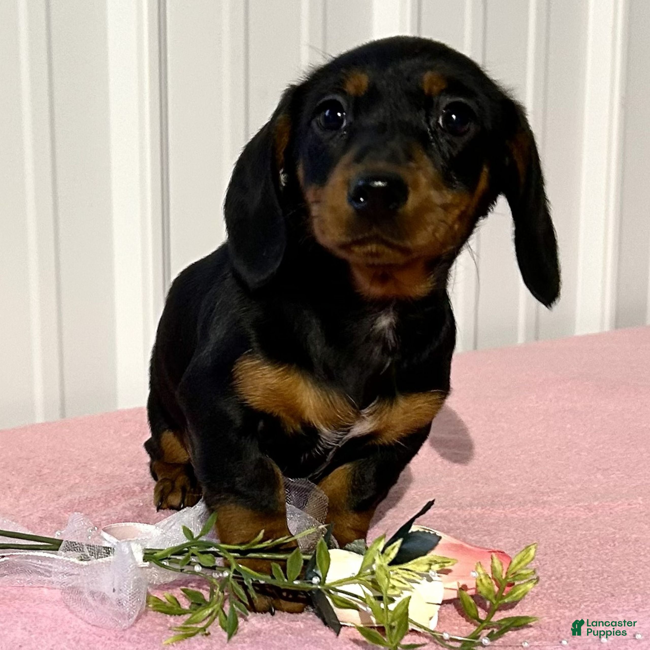 Miniature Dachshund dogs Brooke  - Ad 1