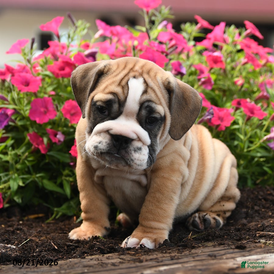 English Bulldog dogs Olaf - Ad 2